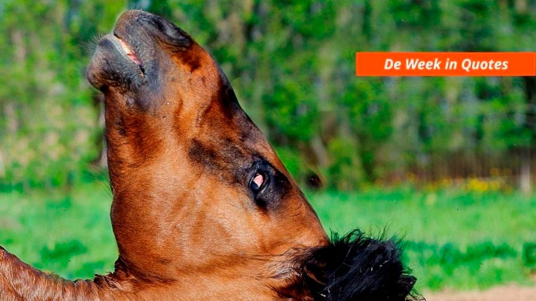 De paardenkop in het bed van de politicus - 1Limburg