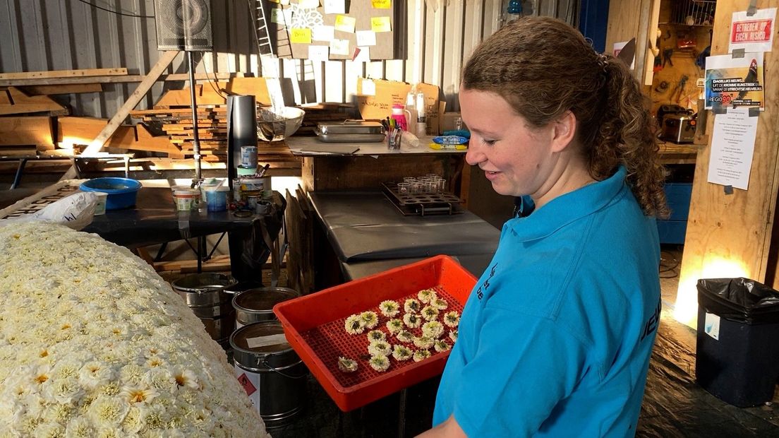 Mariska beplakt één van de schapen met witte dahlia's
