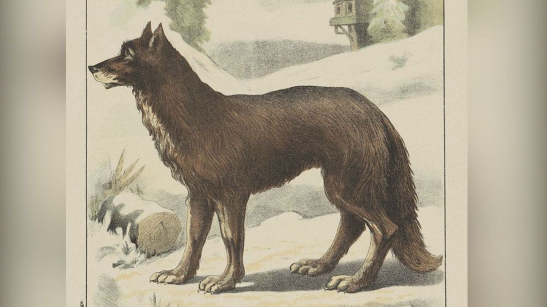 In de winter van 1599 verschanst een roedel wolven zich in de Wolfhezer en Oosterbeekse bossen.