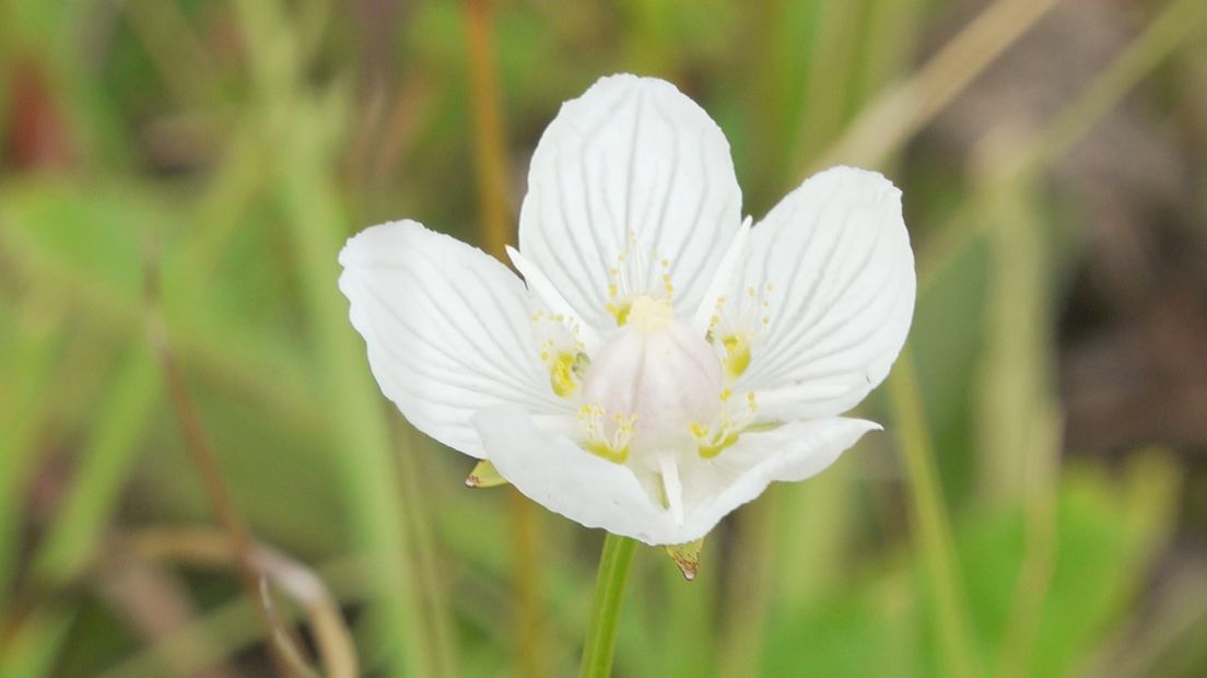 Bijzondere planten zorgen voor biodiversiteit