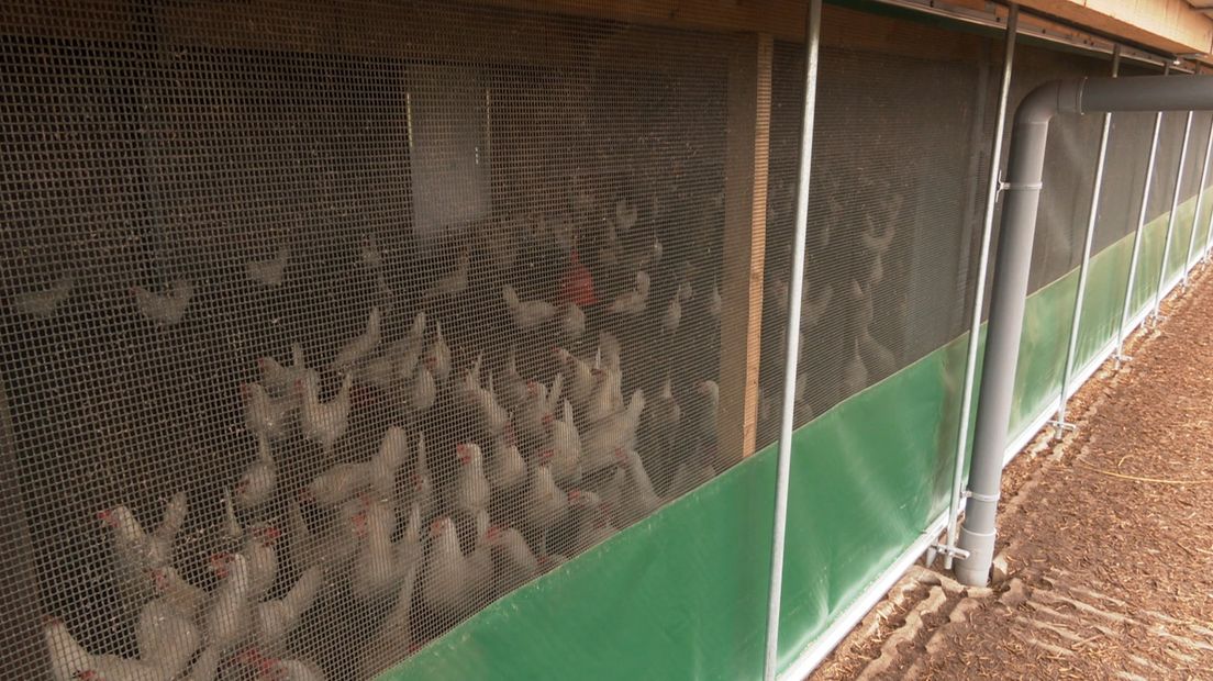 De wintergarten voor de kippen bij pluimveehouder Schukkert