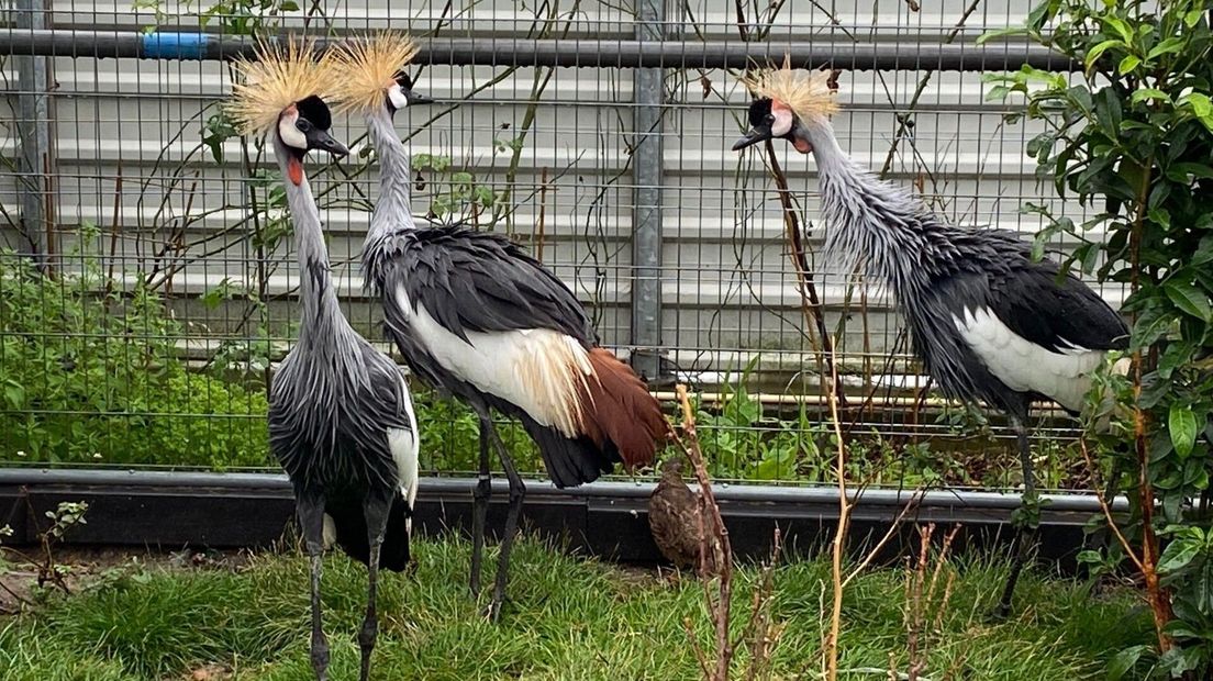 Kroonkraanvogel