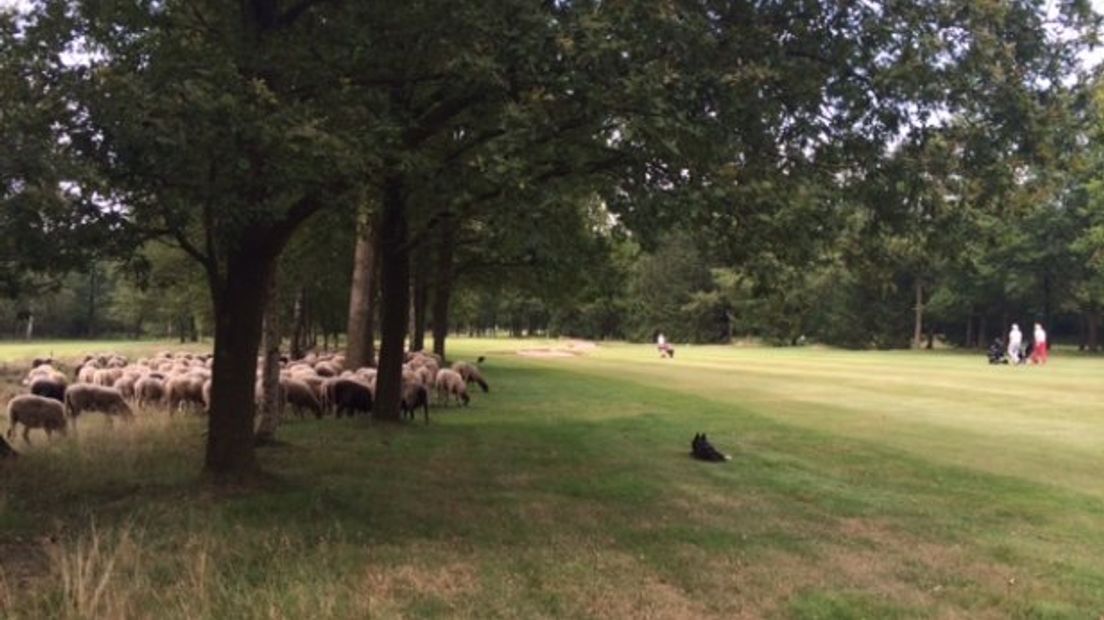 De schapen op de golfbaan