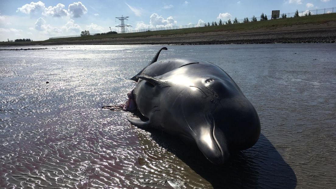 Butskop dood aangespoeld, waarschijnlijk aangevaren op Westerschelde