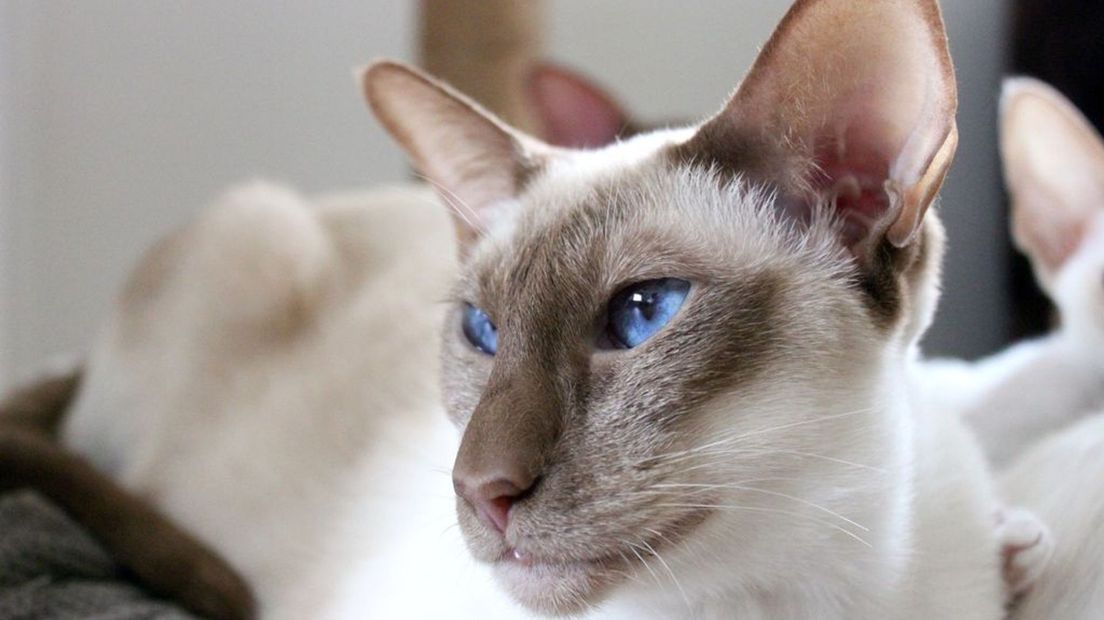 Een siamese kat.