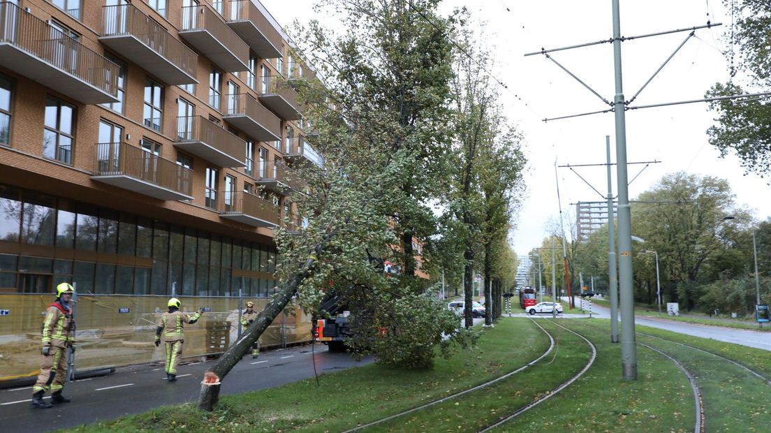 In Delft heeft een boom de bovenleiding van tram 1 beschadigd