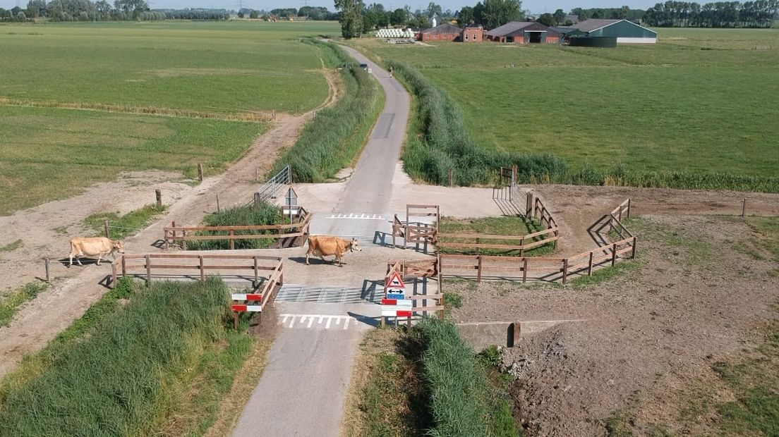 Weggebruikers opgelet: in Aduard hebben koeien voortaan voorrang - RTV Noord
