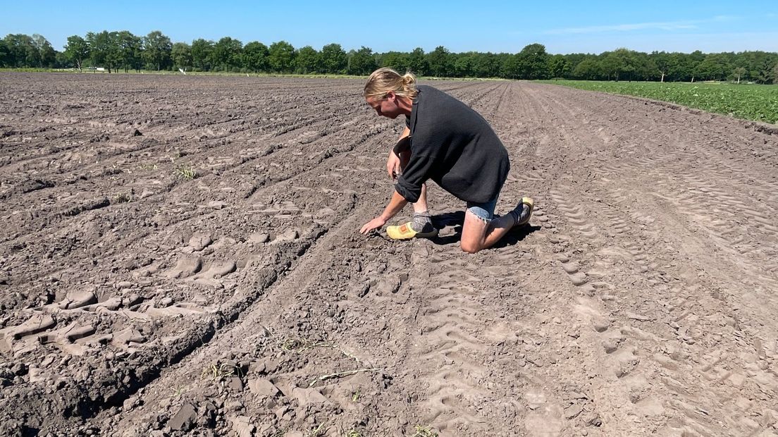 Kaal maisveld door roeken