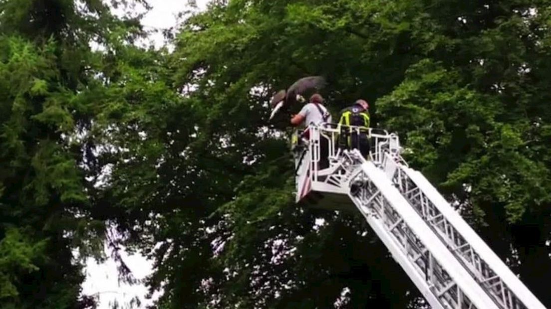 Brandweer redt zeearend uit boom Enschede