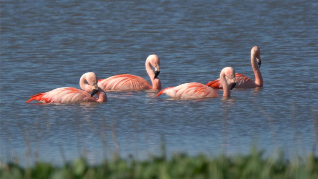 Flamingo's in de IJssel