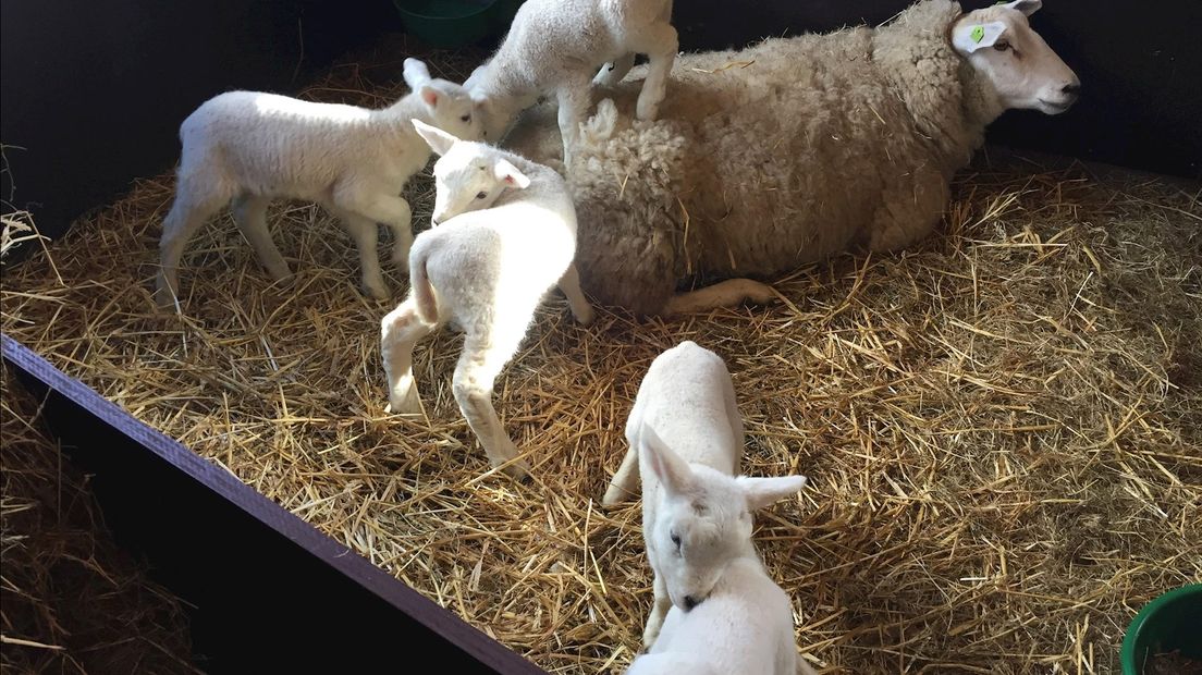 Vijfling geboren op Deventer kinderboerderij
