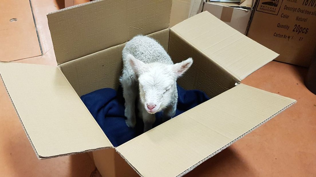 Wandelaars dachten dat dit lammetje achtergelaten was en namen het mee (Rechten: Joke van der Lei)