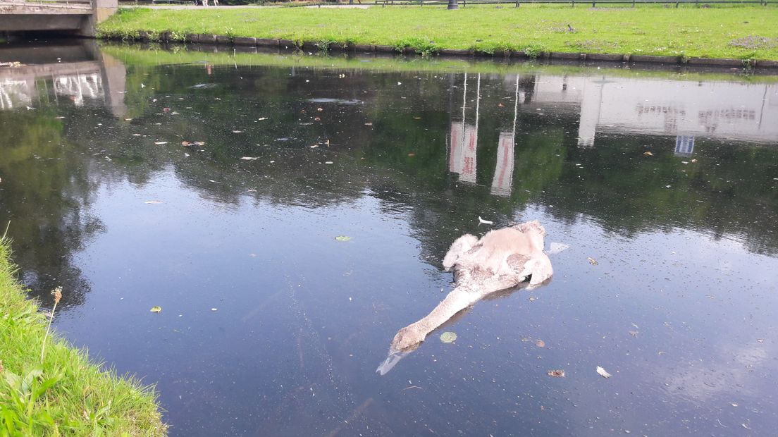 Een triest gezicht vanochtend in het Sonsbeekpark in Arnhem. Een zwanenjong van een paar maanden oud dreef levenloos in het water.