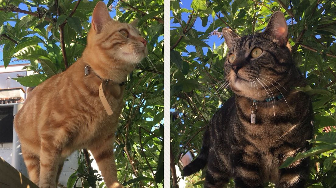 De katten van Janneke uit Utrecht: Lientje en Kareltje!