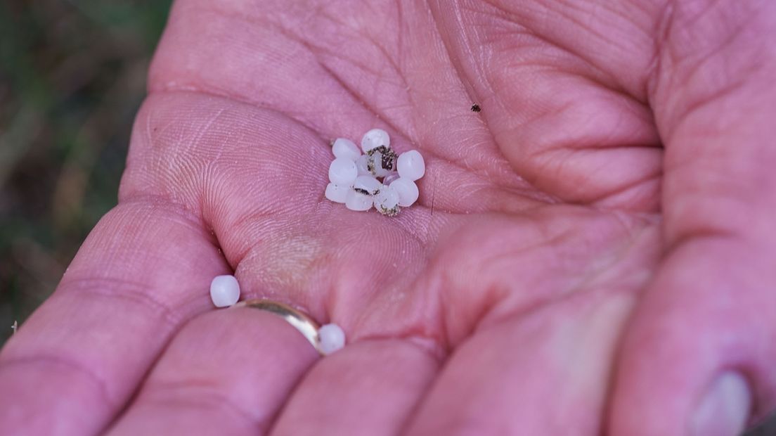 De plastic korrels die op het strand liggen