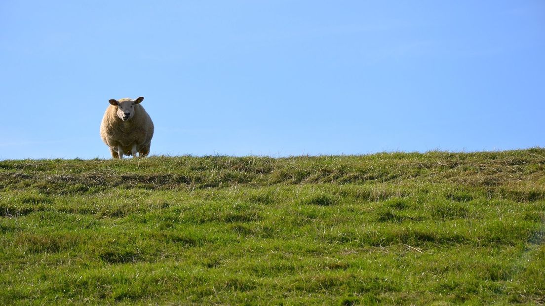 Schaap op een dijk