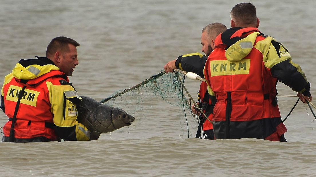 De zeehond wordt gered