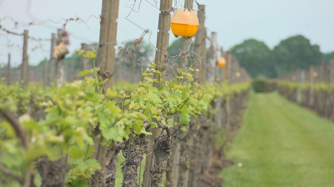 Druivenranken doen het ook met droogte nog heel goed