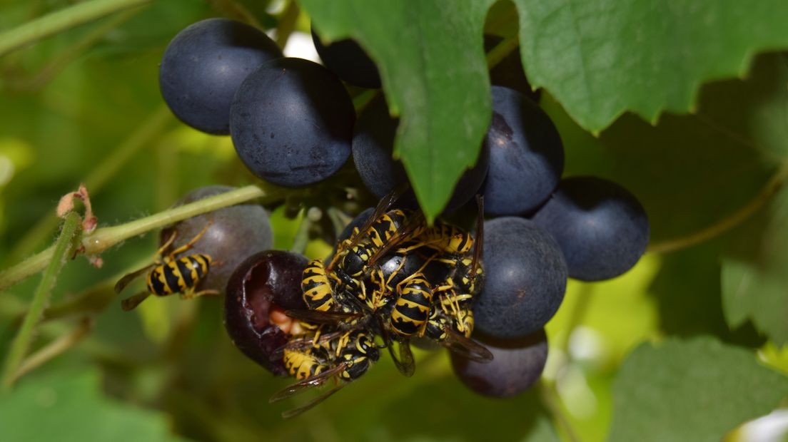 Wespen genieten van druiven