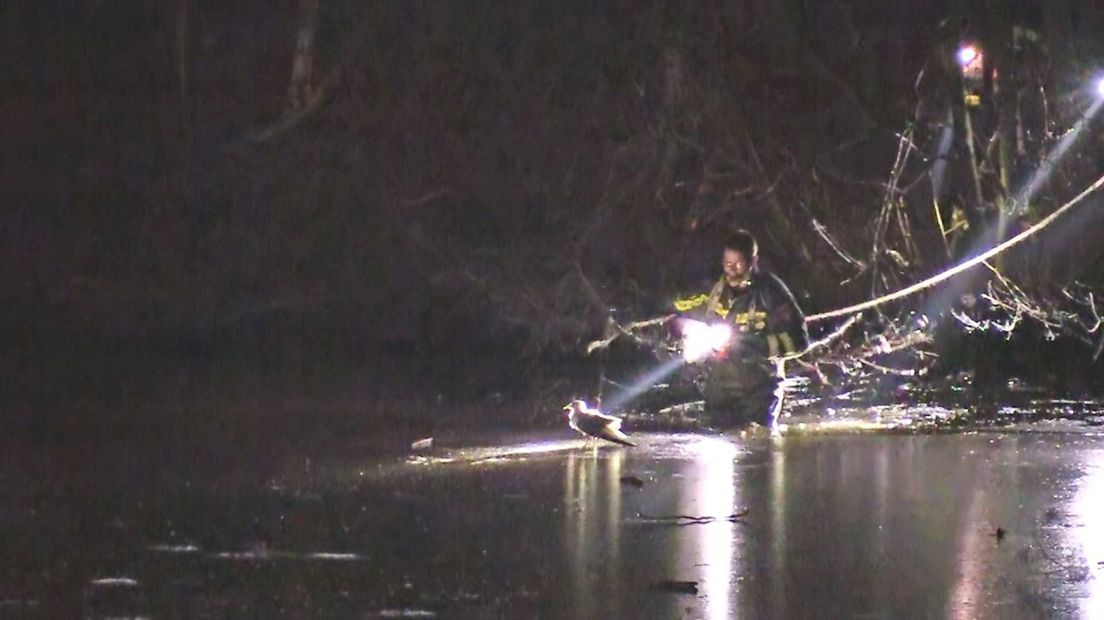 Meeuw vast op ijs, ijskoude duik voor brandweer