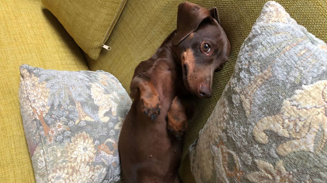 De hond van Anna geeft zich gewonnen.