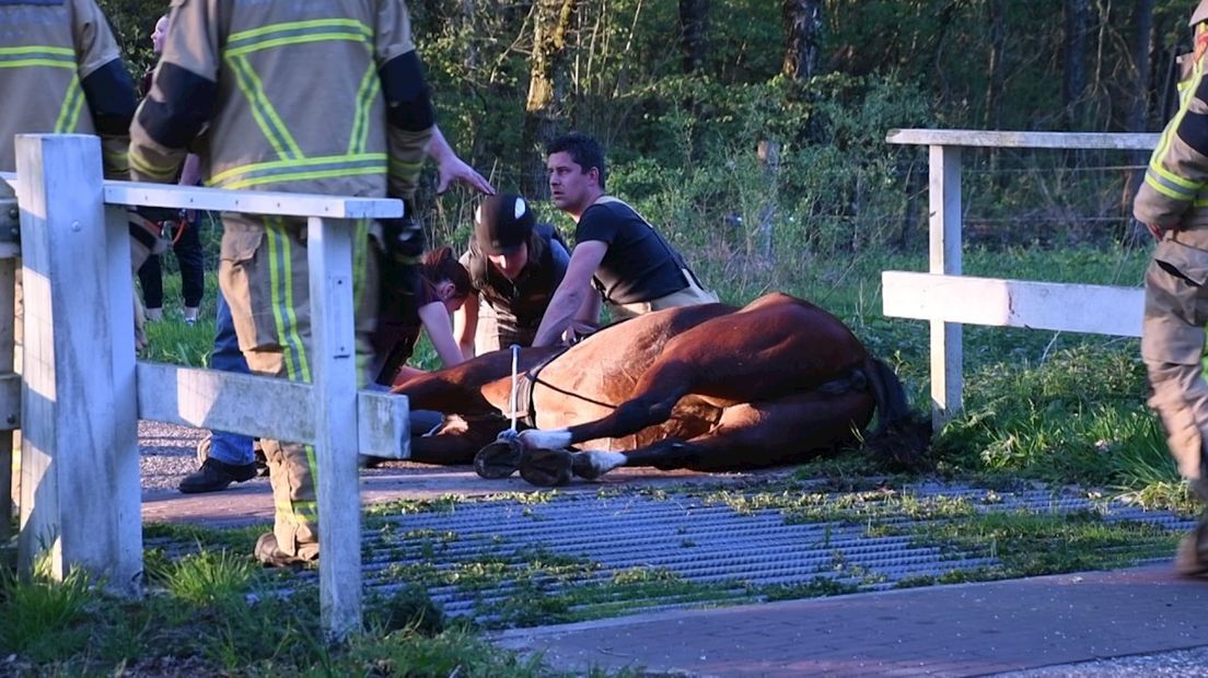 De brandweer heeft het paard bevrijd