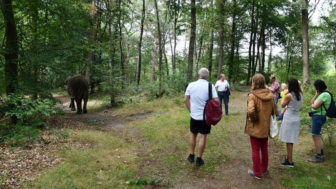 Bubba in het bos