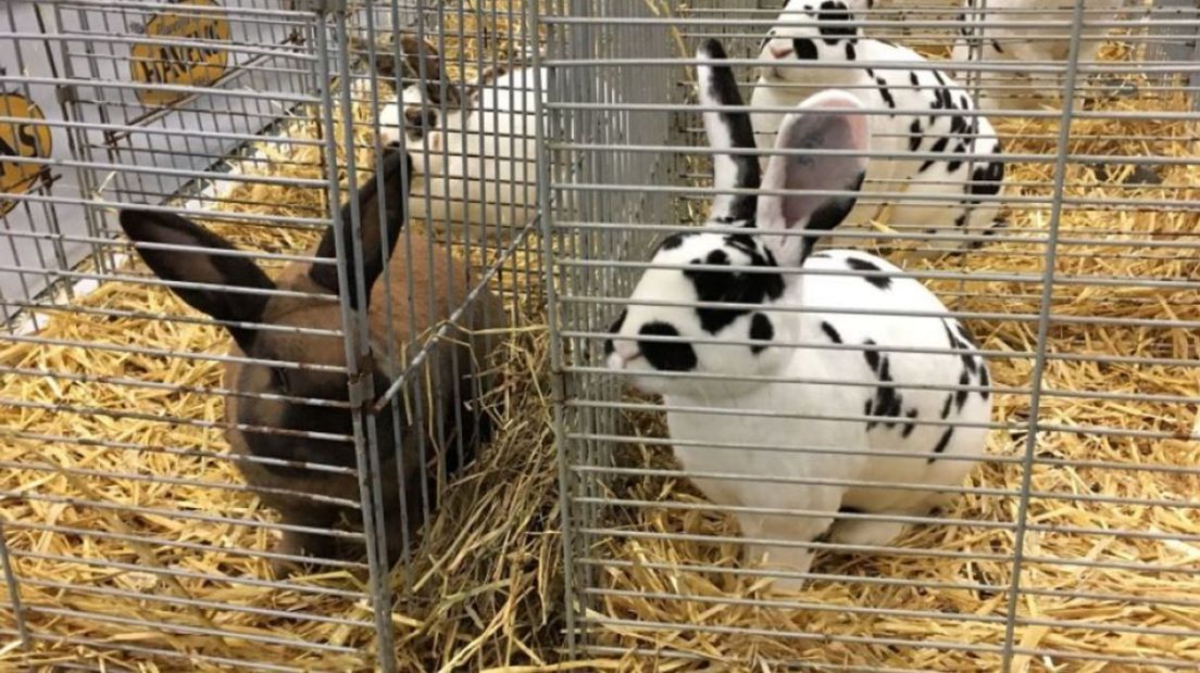 Show met kleine dieren in problemen door gasprijs en vogelgriep