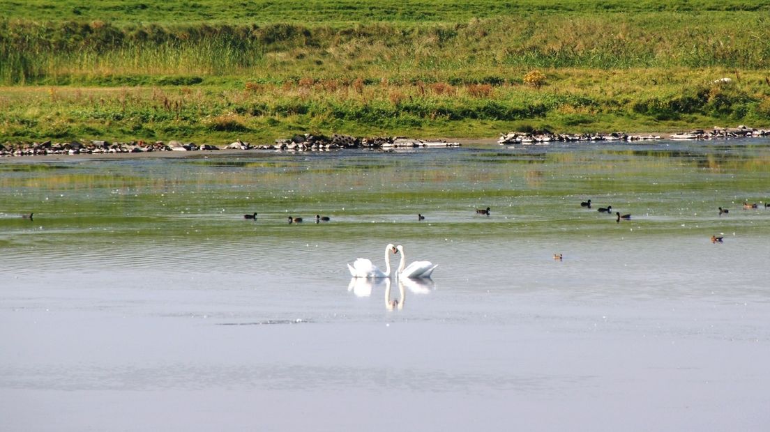 Witte Zwanen