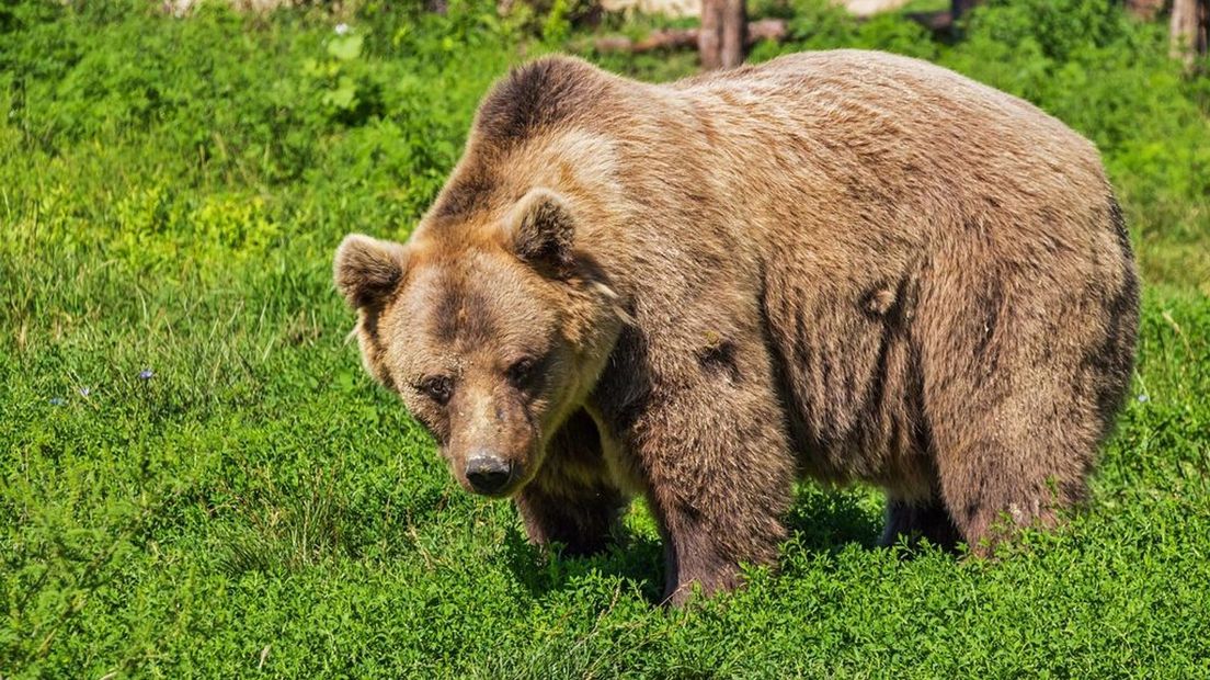 Bruine beren leven anno 2022 in onder meer Noord-Amerika en Zweden.