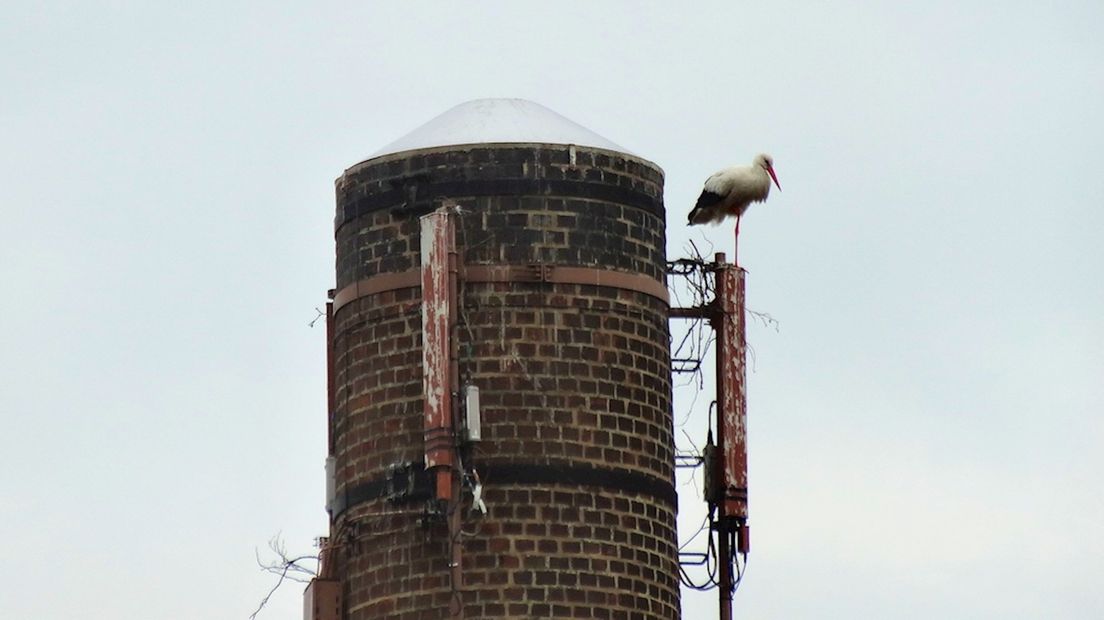Ooievaars blijven bouwen aan nest