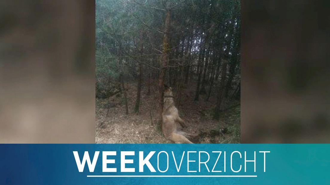 Deze week in het nieuws: een opgehangen hond in Oldenzaal