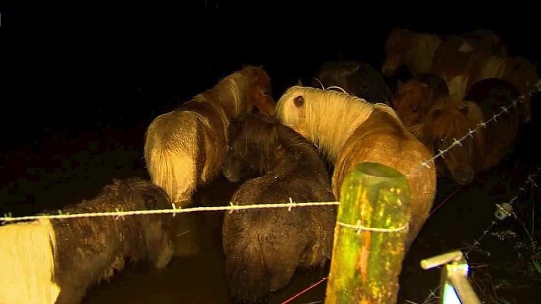 Pony's gered uit de uiterwaarden bij Ommen