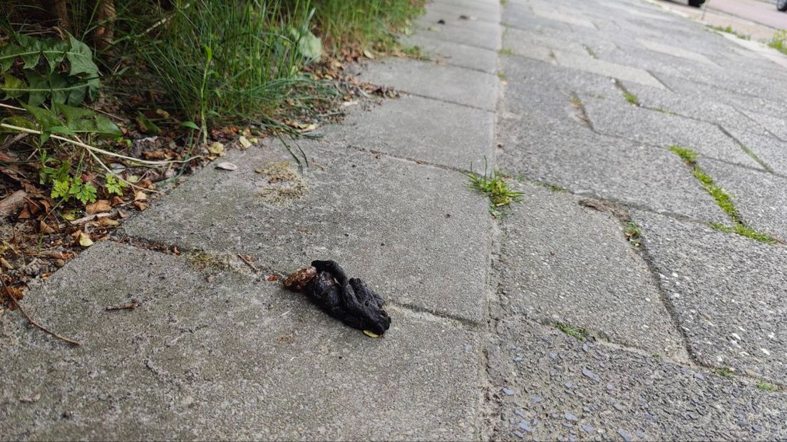 Een drol in de Oosterparkwijk