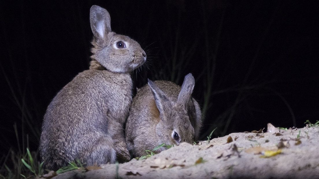 Zouden deze konijnen nieuwe konijntjes gaan maken? (Rechten: Free Nature Images/Theo Verstrael)