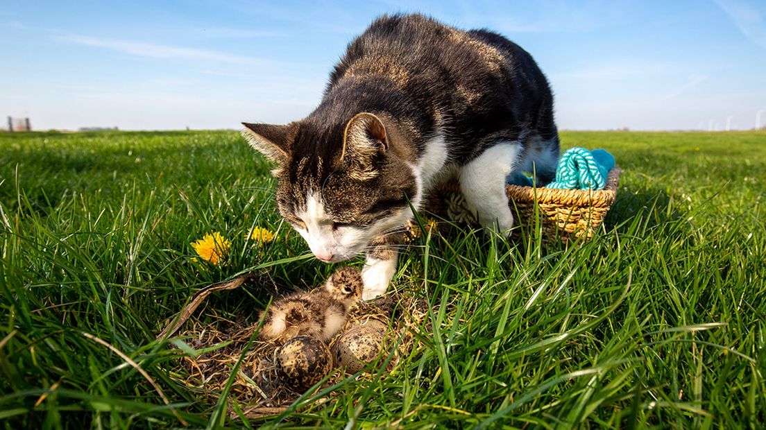 Een kat in een mand op jacht bij een nest eieren. In de mand ligt voedsel waar de katten op af komen waarna ze gevangen worden.