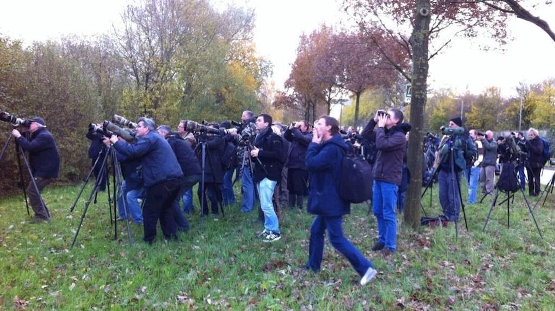 Spotters op zoek naar de uil in Zwolle