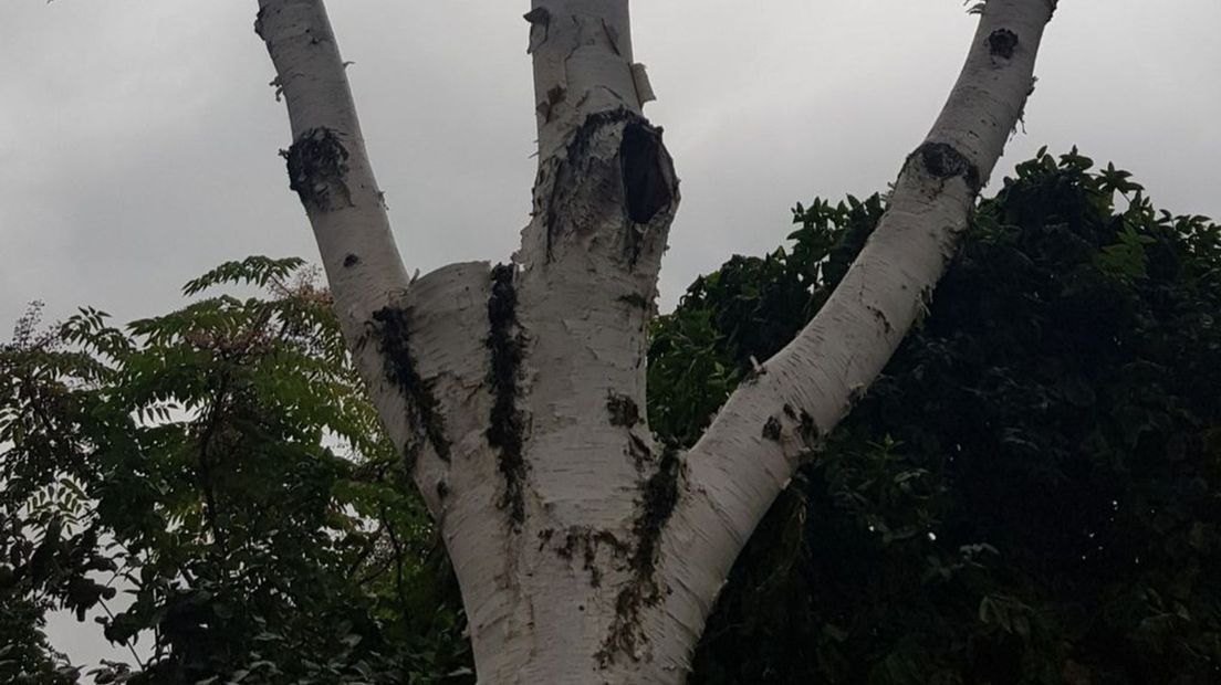 Een van de 'mishandelde' bomen