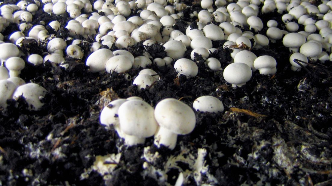 Vieze putlucht kwam door rottende champignonmest