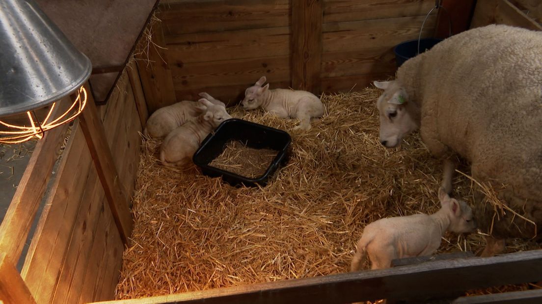 Vierling lammetjes Hijken