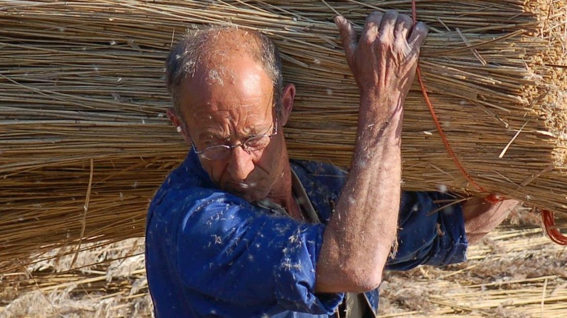 Rietsnijders in de Weerribben-Wieden