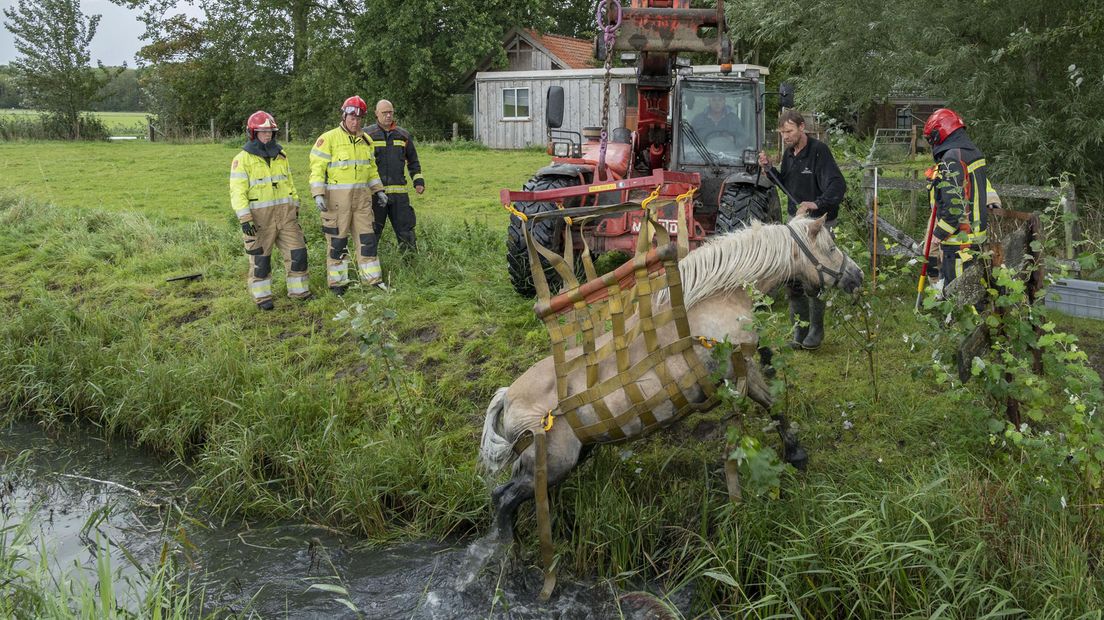 Brandweer Haalt Paard Uit Sloot In Delfzijl - RTV Noord