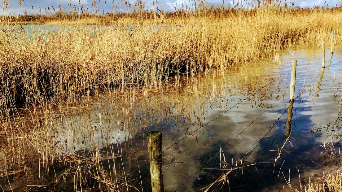 Iedere zondagochtend tussen 7.00 en 10.00 uur struint verslaggever Laurens Tijink door de Gelderse natuur. Zondag gaat Laurens op pad met hobbyfotograaf Evie Koolenbrander. Evie neemt Laurens mee naar de plek waar zij haar perfecte plaatjes schiet: het Azewijnse Broek.