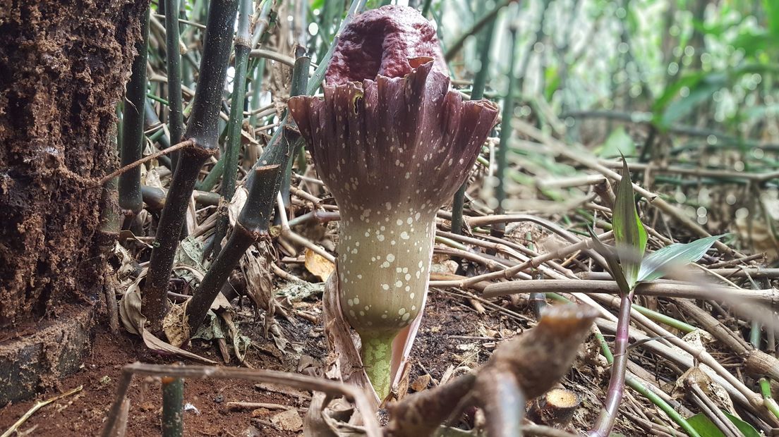 De bijzondere penisbloem in Wildlands. De bloem zou stinken naar rottend vlees (Rechten: Wildlands)
