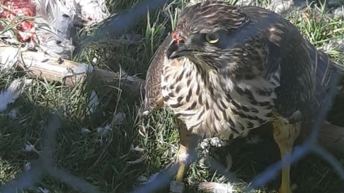 De buizerd die in de kooi werd aangetroffen met vier gedode duiven