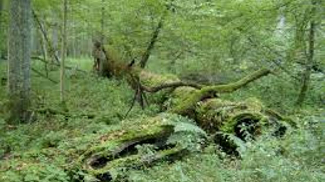 De natuur mag in het bos De Waterberg zijn gang gaan nu de gemeente het bos heeft aangewezen als oerbos. Dat klinkt natuurlijk leuk, maar wat is een oerbos eigenlijk?