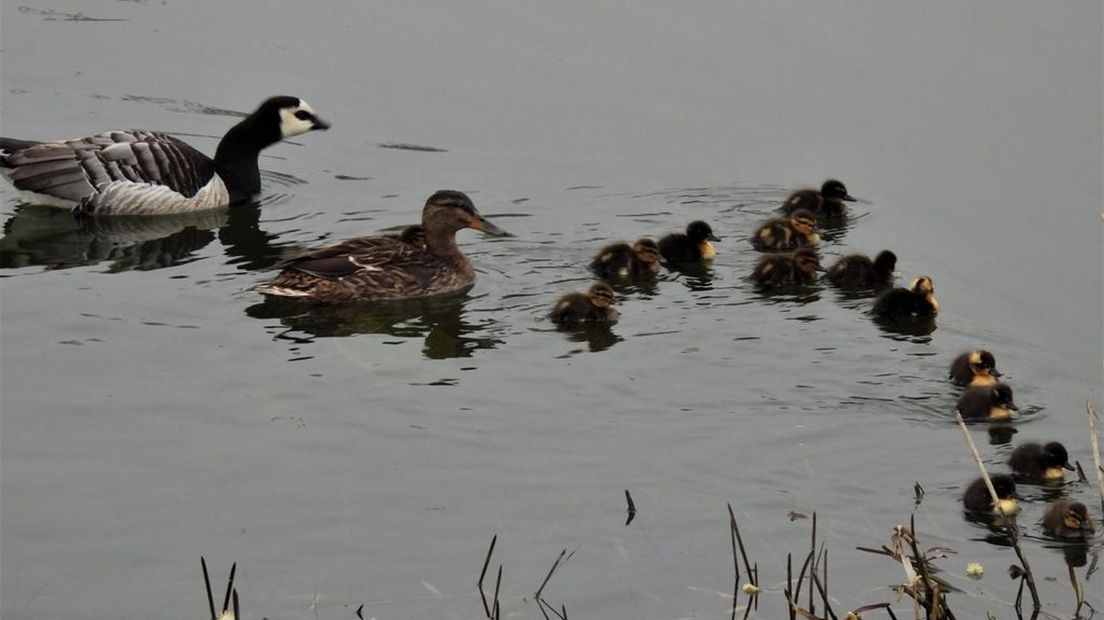 Dick: 'Ik dacht even dat de gans de biologische vader van deze eendenkuikens was.'
