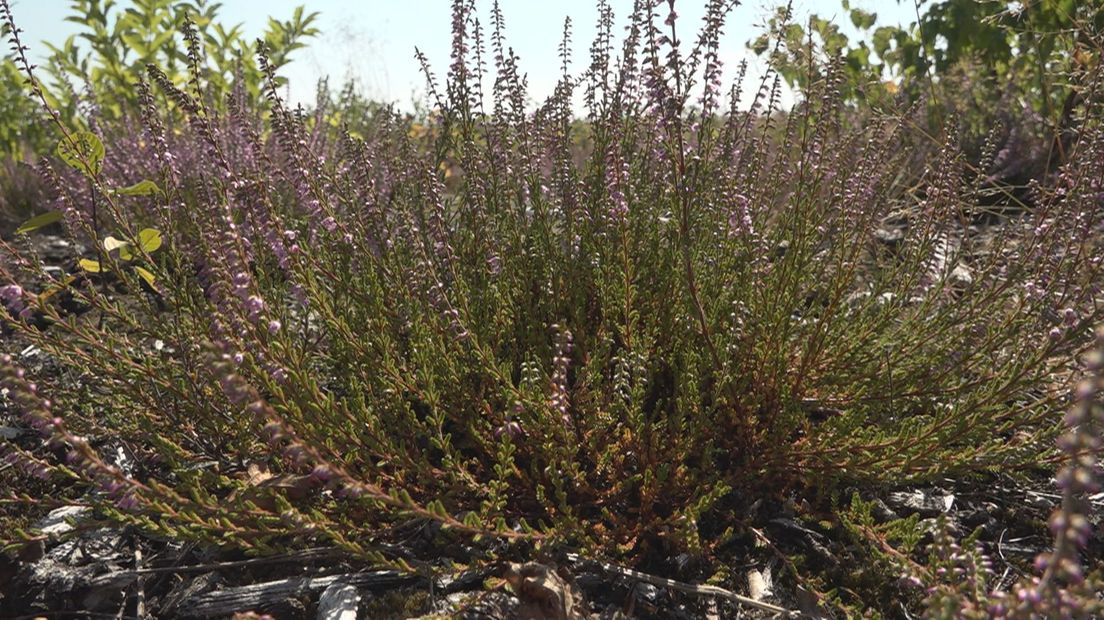 De heide lijkt nog niet zwaar te lijden onder de droogte