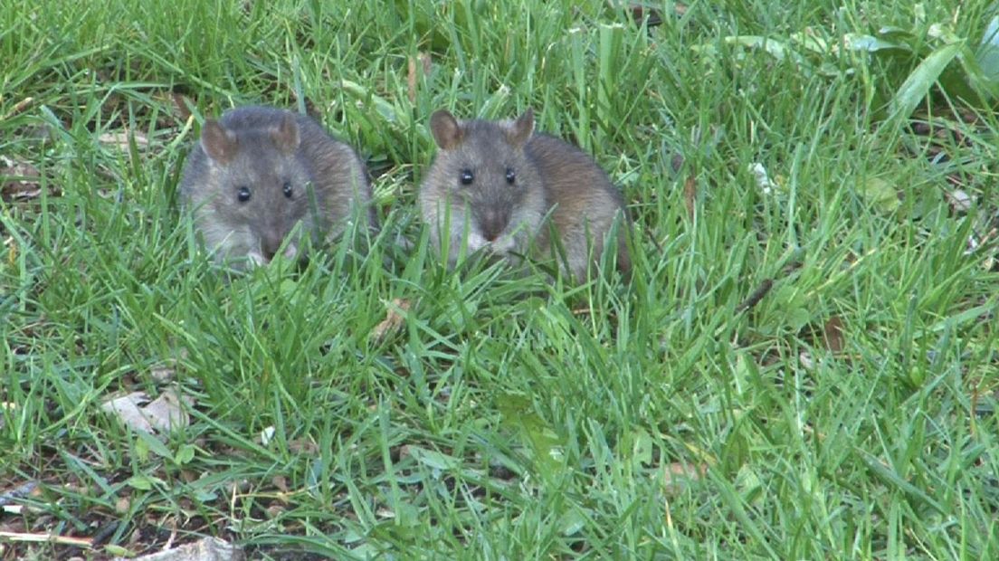Ratten in de Emmawijk Zwolle