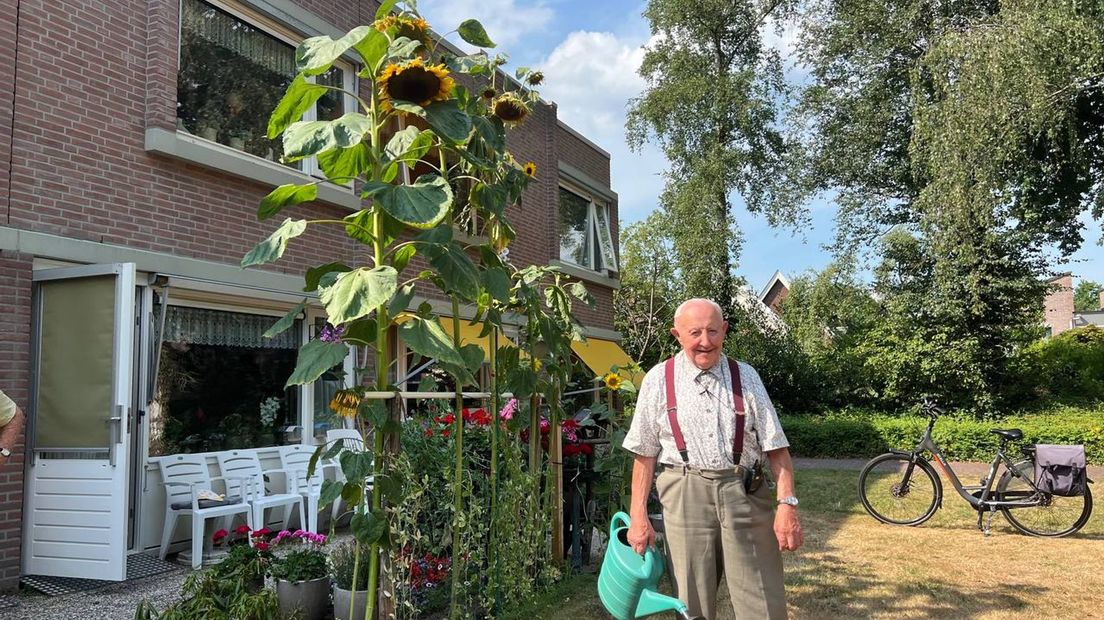 Zonnebloemen van drieënhalve meter hoog sieren de tuin van Jan Willem (92) - RTV Drenthe